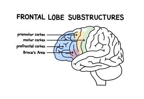 Brain Diagram Lobes