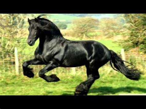 Horse neighing sound effect 16 Horse Neigh, Snort and Gallop Sound ...