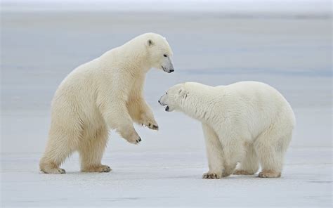 Two white polar bears during daytime HD wallpaper | Wallpaper Flare