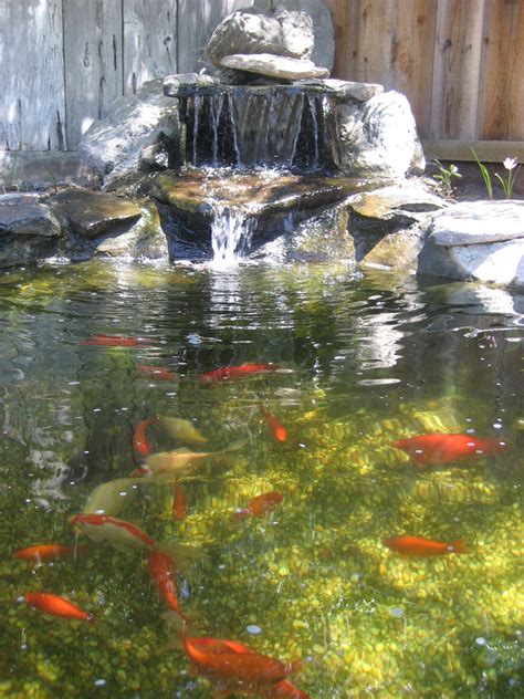 Goldfish Ponds & Water Gardens - The Pond Doctor | The Pond Doctor