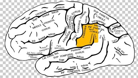 Supramarginal Gyrus Angular Gyrus Parietal Lobe Lobes Of The Brain PNG ...