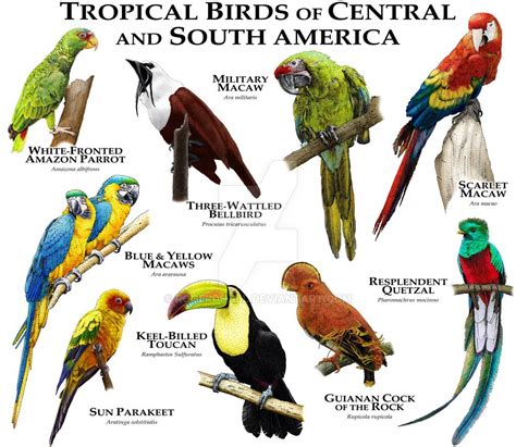 Tropical Birds of Central and South America by rogerdhall | Tropical ...