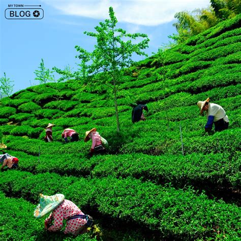 Best Tea Gardens in Darjeeling: The Essence of Tea Culture