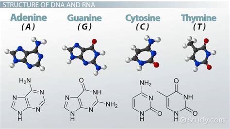 Nucleic Acid | Function, Structure & Importance - Lesson | Study.com