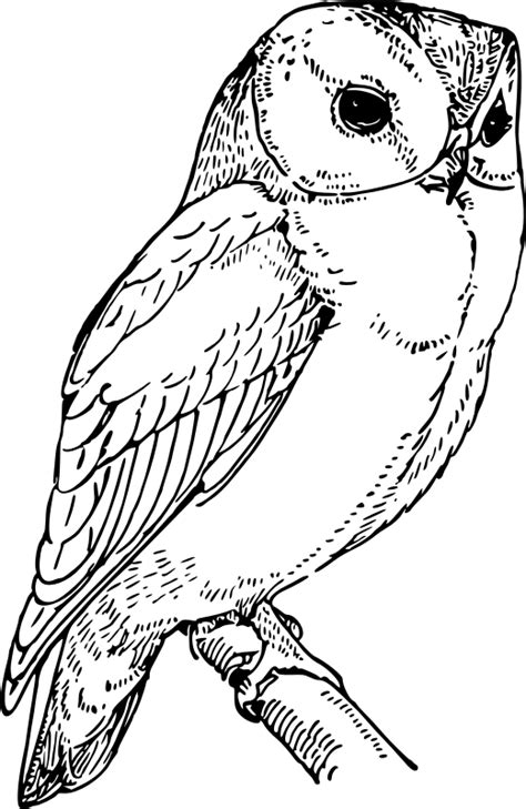 Laughing owl - Openclipart