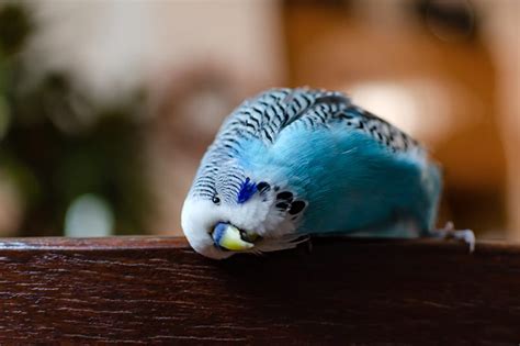 Can Budgies Sleep With the TV On? Let’s Find Out!