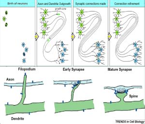 Synapse Formation - Understanding Context