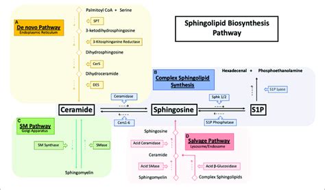 | Sphingolipid synthesis pathways. Sphingolipid biosynthesis pathways.... | Download Scientific ...