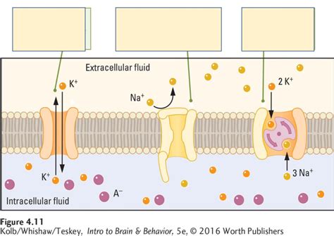 Membrane Channels Diagram | Quizlet