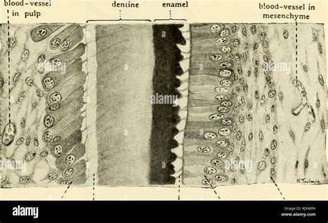 . The chordates. Chordata. Enamel organs. Necks of enamel organs. C D Fig. 36. Diagrams showing ...