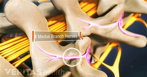 Cervical, Thoracic, and Lumbosacral Medial Branch Nerves