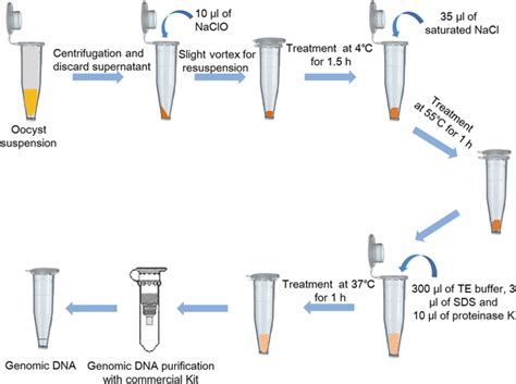 Dna Extraction Techniques