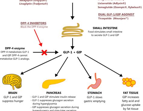 Liraglutide Weight Loss Mechanism | Blog Dandk