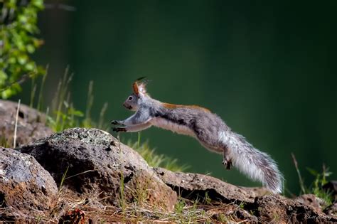 Photograph Abert's squirrel by Rhett Herring on 500px. Abert's squirrel (or tassel-eared ...