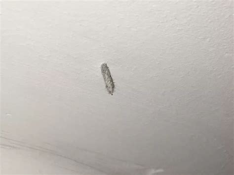 Carpet Moth Larvae On Walls | Review Home Co