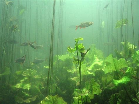 Underwater River Plants