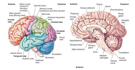 Integrative Centers - Brain and Brain Divisions