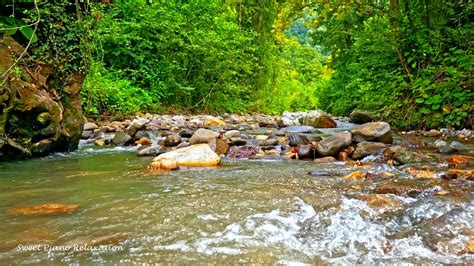 River Sounds Relaxing Music - Relaxing Piano, Forest Nature Sounds ...