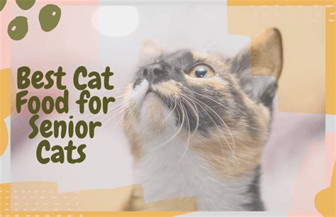 Best Cat Food for Senior Cats (Wet and Dry Food) | OliveKnows