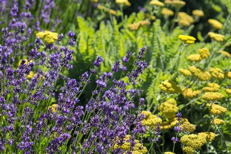 The Best Lavender Companion Plants For Your Garden (2022)