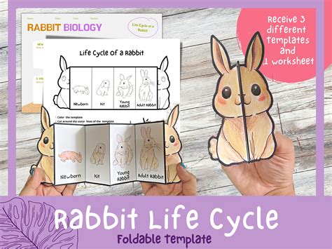 Rabbit Life Cycle Educational Poster Printable Poster Etsy | Porn Sex ...