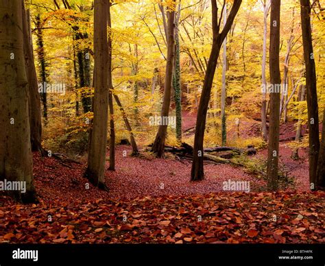 Autumn Colour in Burnham Beeches Forest, Buckinghamshire, UK Stock ...