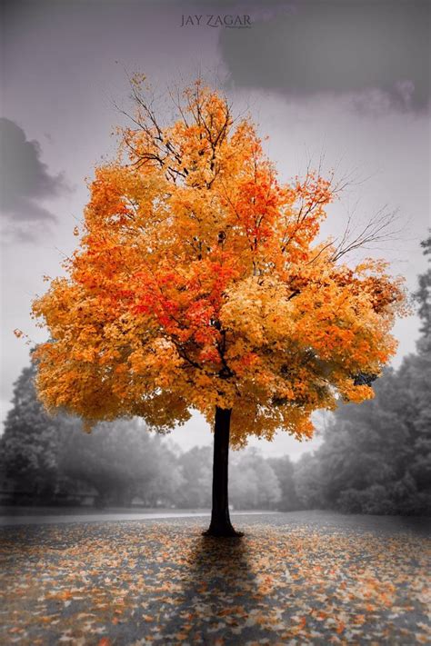 an autumn tree with orange leaves on the ground