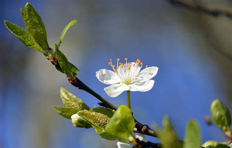 Flores De Arboles Frutales Flor - Foto gratis en Pixabay - Pixabay