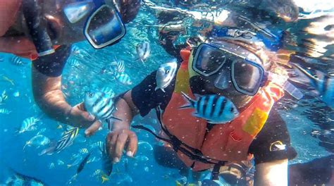 Snorkeling in Tioman Island: A Malaysian EcoParadise - Ecophiles