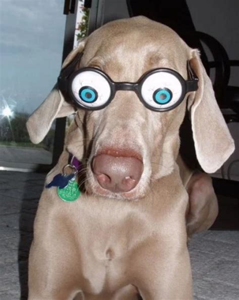 Ten Dogs Wearing Silly Glasses Who Are Sure to Make You Smile