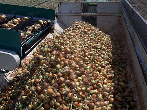 Custom Onion Harvesting Equipment - Elba, New York