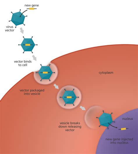 What is gene therapy? | Facts | yourgenome.org