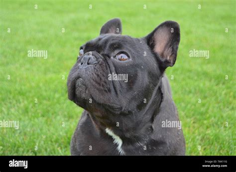 Hundevalp hi-res stock photography and images - Alamy