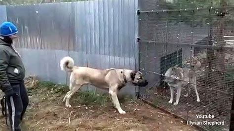 Kangal Dog Fight Youtube