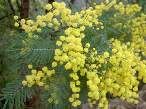 Acacia dealbata - Silver Wattle | World of Flowering Plants