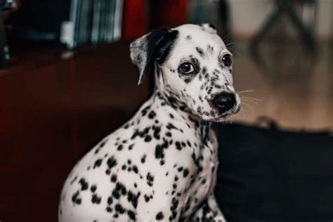 475+ Unique Dalmatian Names: for Your One-of-a-Kind Canine