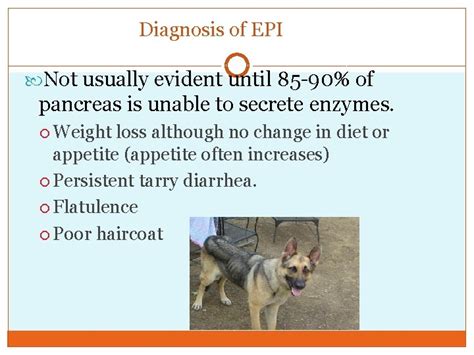 DISEASES OF THE PANCREAS INSULIN SHOCK Insulin Shock