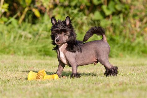 Meet the Chinese Crested!