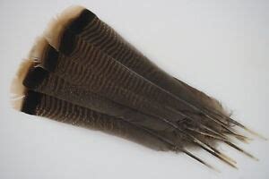 12 #1 ADULT RIO-GRANDE WILD TURKEY TAIL FEATHERS/ FLY-TYING | eBay