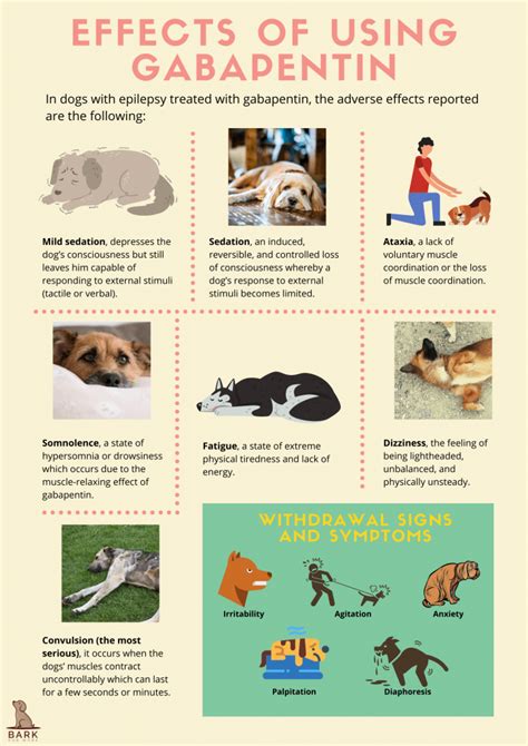 Ultimate Guide To Understanding Gabapentin For Dogs | Bark For More