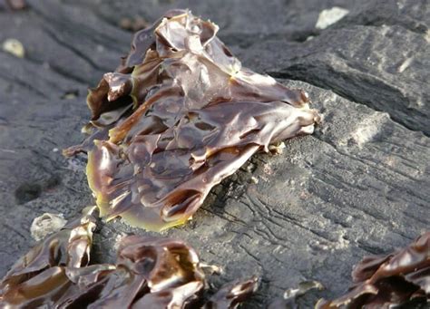 Genetic breakthrough in disease-resistant seaweed search | The Fish Site