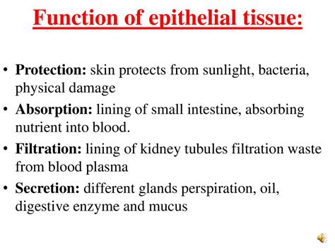 Tissues: group of cells that are similar in structure and function - презентация онлайн