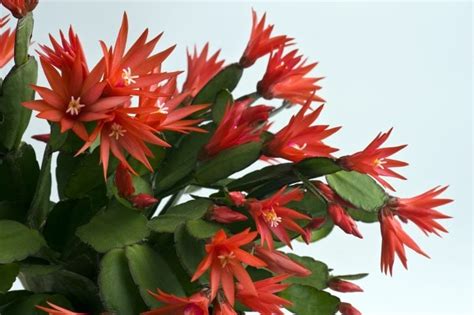 Types of Christmas Cactus Plants (Varieties and Colors) - Jacobs Christmas