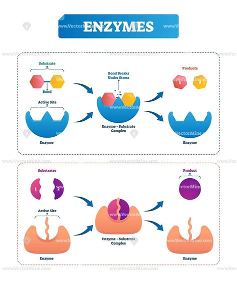 Enzyme Molecule Structure