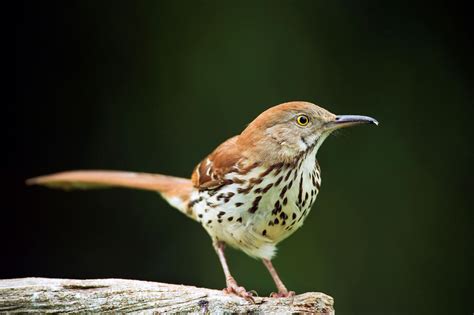 GEORGIA Brown thrasher. Adopted 1928.Official Birds of Every State | Beautiful birds, Brown thrasher