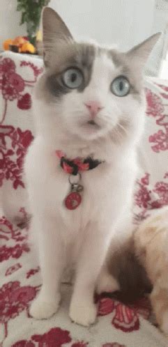 Hi Cat GIF - Hi Cat Kitten - Discover & Share GIFs