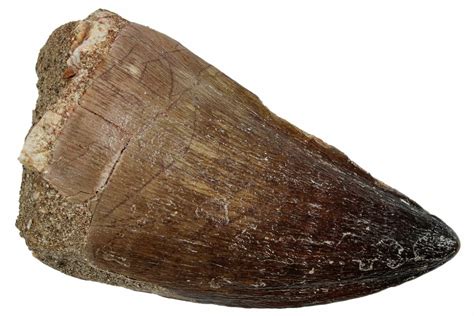 2.15" Large, Fossil Mosasaur (Prognathodon) Tooth - Morocco (#261851) For Sale - FossilEra.com