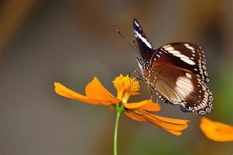 Wildlife Photography in Nepal - Tiger Encounter