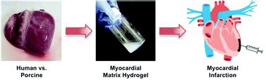 Mending a broken heart: Myocardial matrix hydrogels for cardiac tissue ...