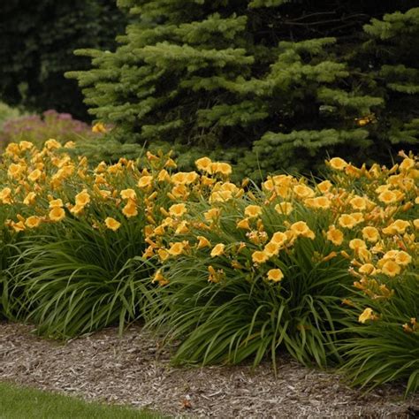 Growing Daylilies - Hemerocallis Planting and Care | Garden Design